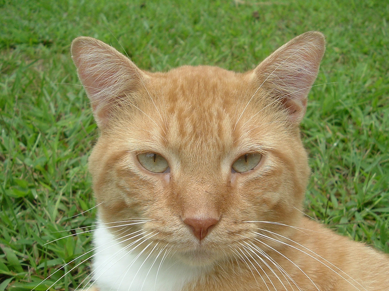 Orange cat photograph used as the input image